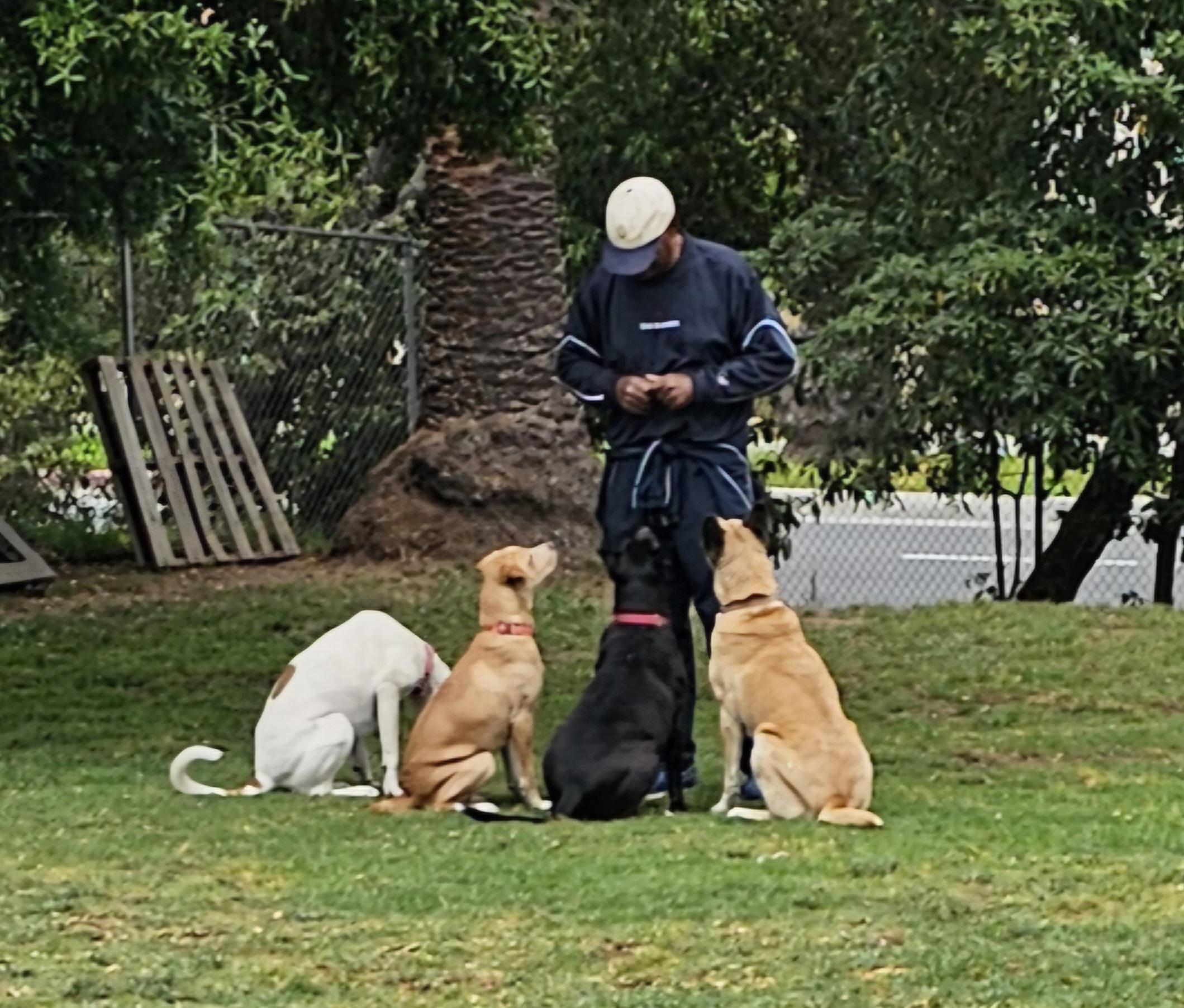 Opal, a Adoptable mixed breed in Burbank, CA image 5/5