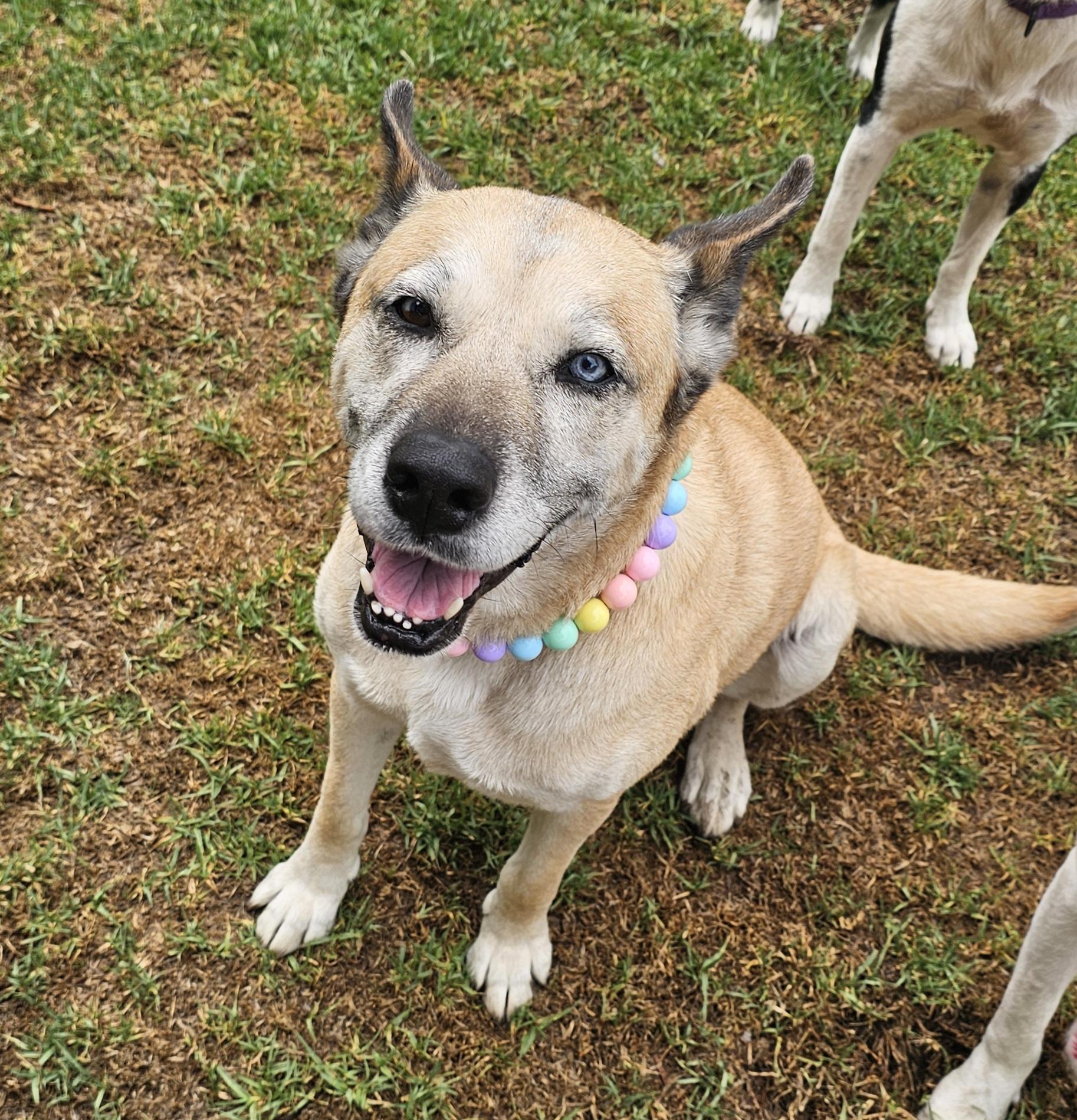 Enlarge Opal, a Adoptable mixed breed in Burbank, CA image 1/5
