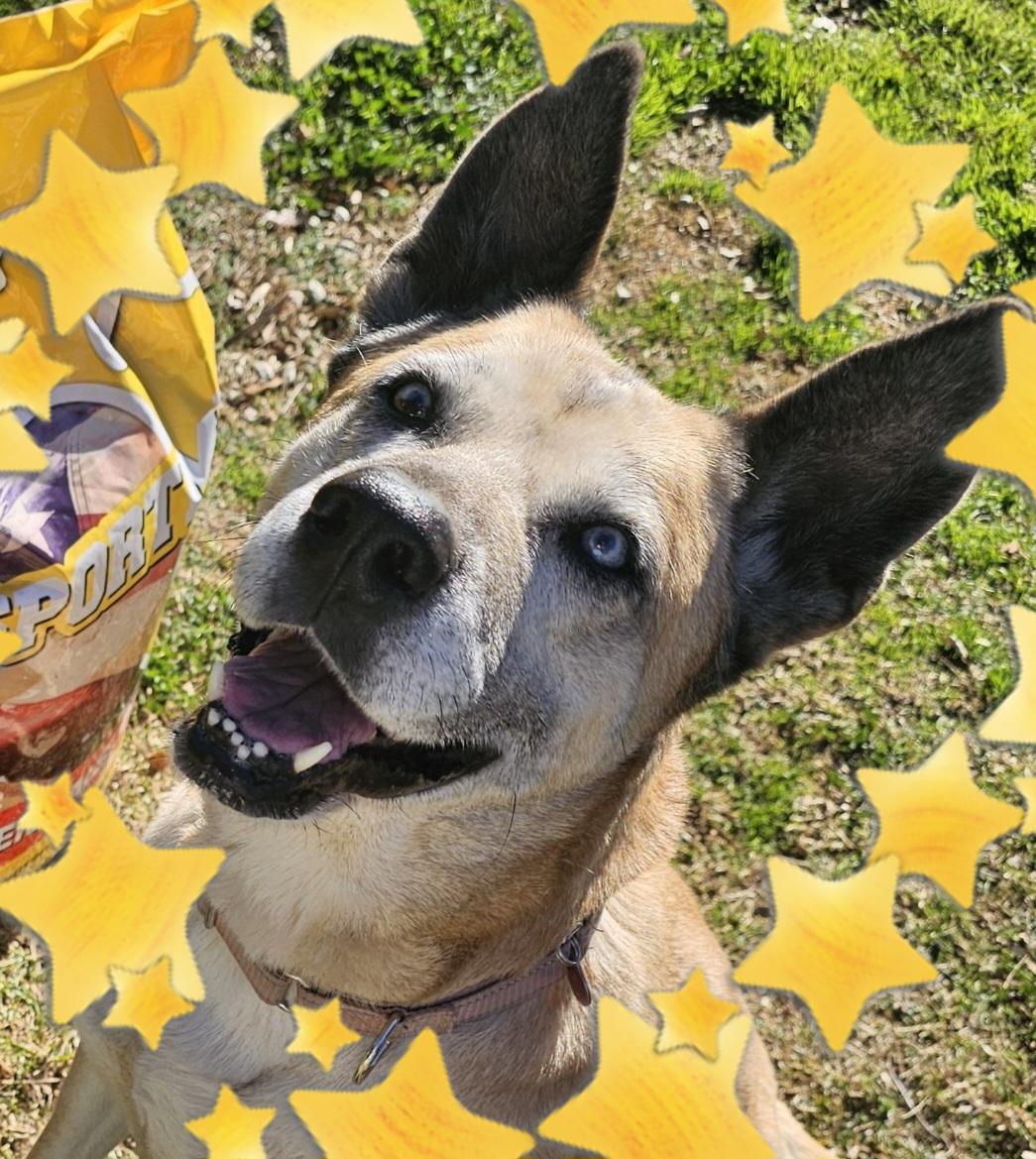 Opal, Adoptable, Senior Female Anatolian Shepherd.