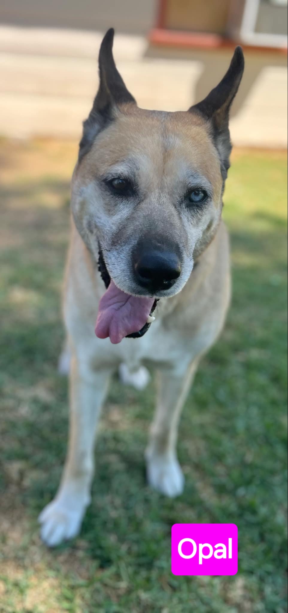 Enlarge Opal, a Adoptable mixed breed in Burbank, CA image 4/5