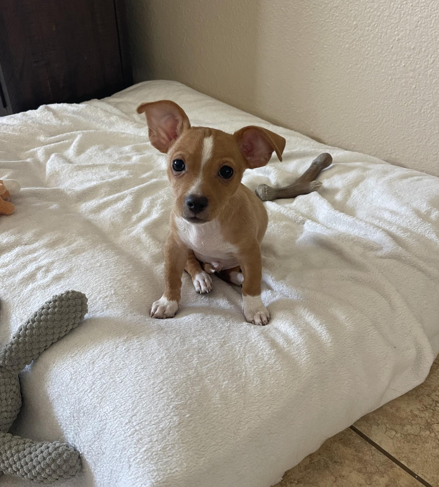 Josh, Adoptable, Puppy Male Chihuahua.