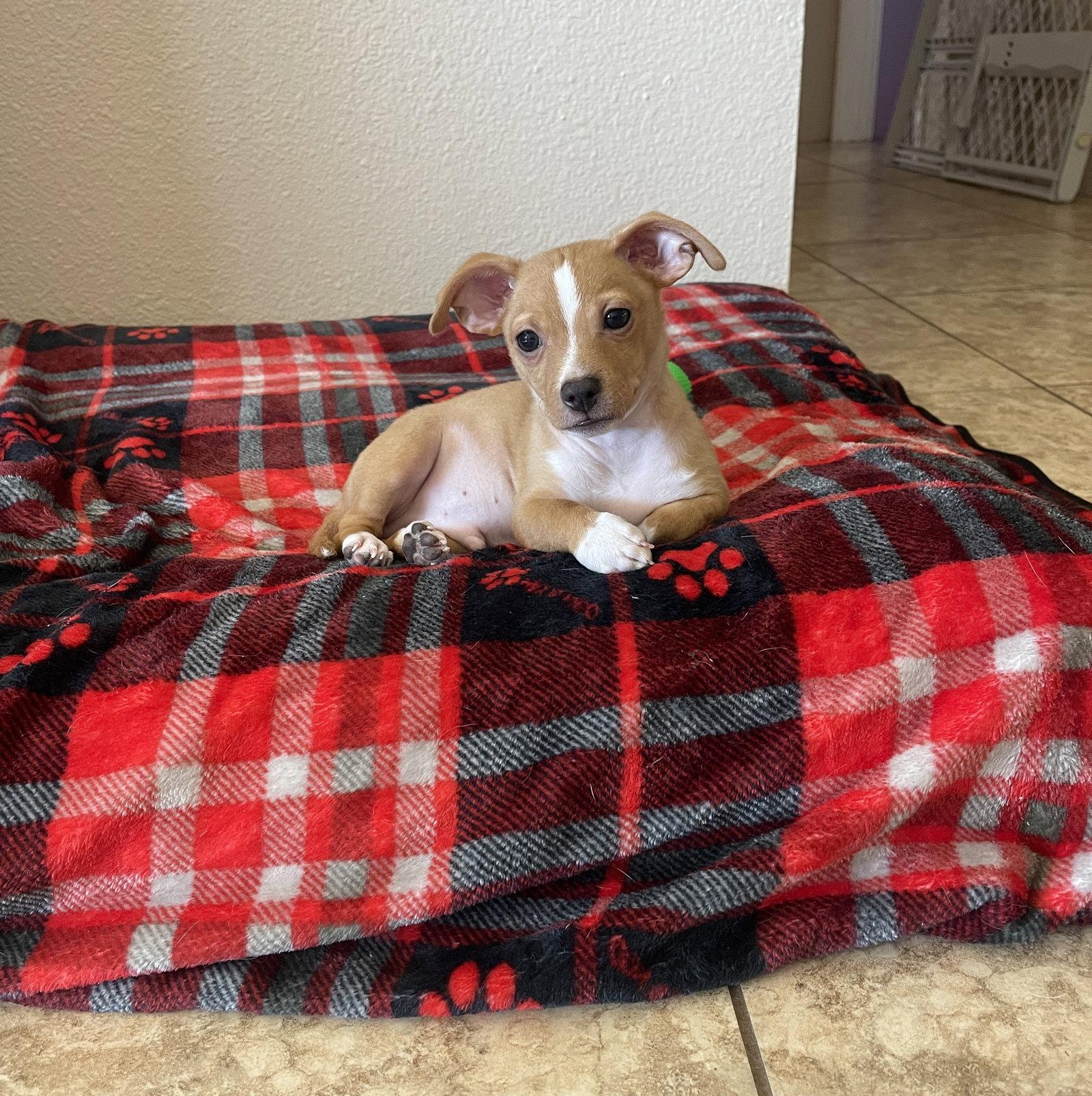 Enlarge Josh, a Adoptable Chihuahua in Glendale, AZ image 2/3