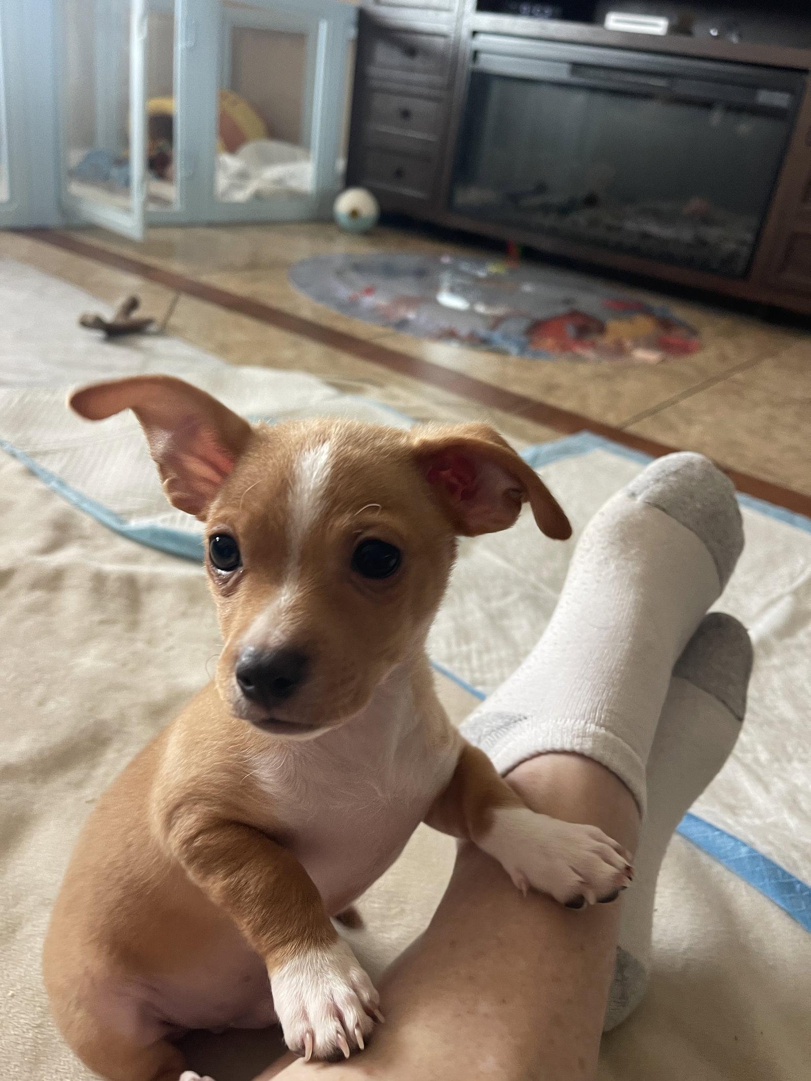 Enlarge Josh, a Adoptable Chihuahua in Glendale, AZ image 3/3