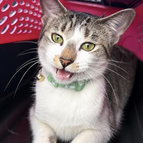 Risotto, adopted, Young Female Domestic Short Hair.