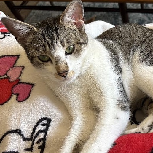 Enlarge Risotto, an adopted mixed breed in Springfield, MO image 2/4