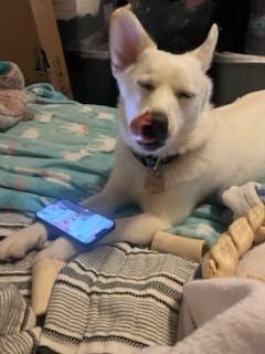 Zoey, a Adoptable Pomsky in Lebanon, NJ image 3/5