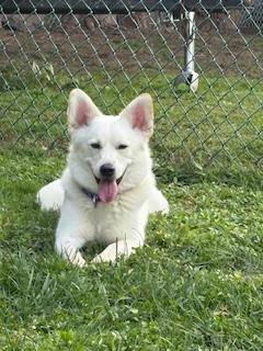 Zoey, an adoptable Pomsky in Lebanon, NJ, 08833 | Photo Image 2