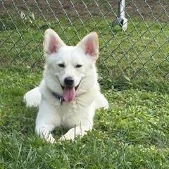 Zoey, a Adoptable Pomsky in Lebanon, NJ image 2/5