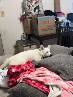 Zoey, a Adoptable Pomsky in Lebanon, NJ image 5/5