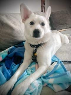 Zoey, a Adoptable Pomsky in Lebanon, NJ image 1/5