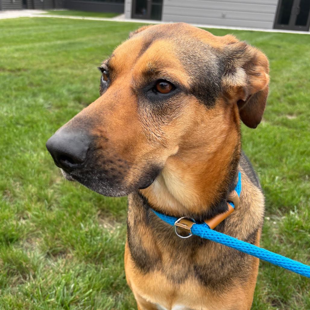 Meekah, Adoptable, Adult Female Treeing Walker Coonhound & Shepherd.
