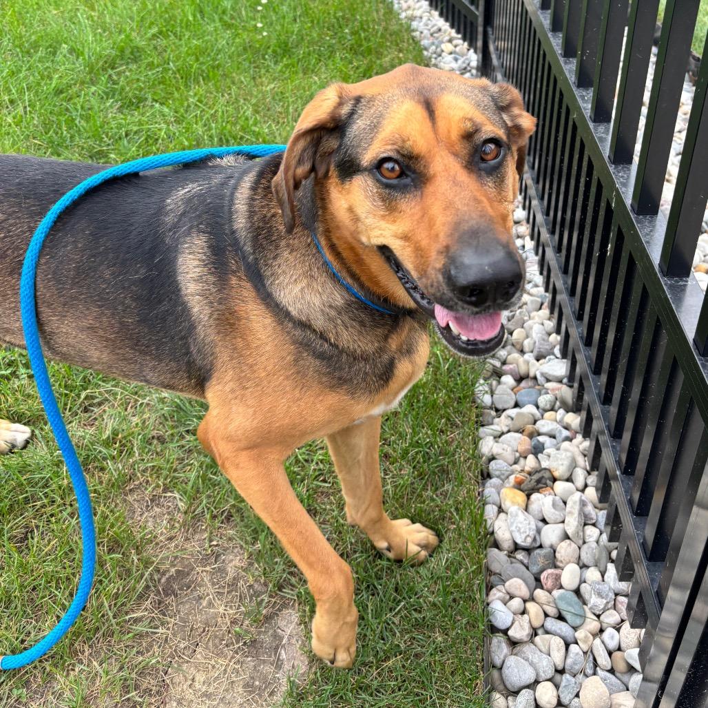 Enlarge Meekah, a Adoptable mixed breed in Fort Wayne, IN image 2/6