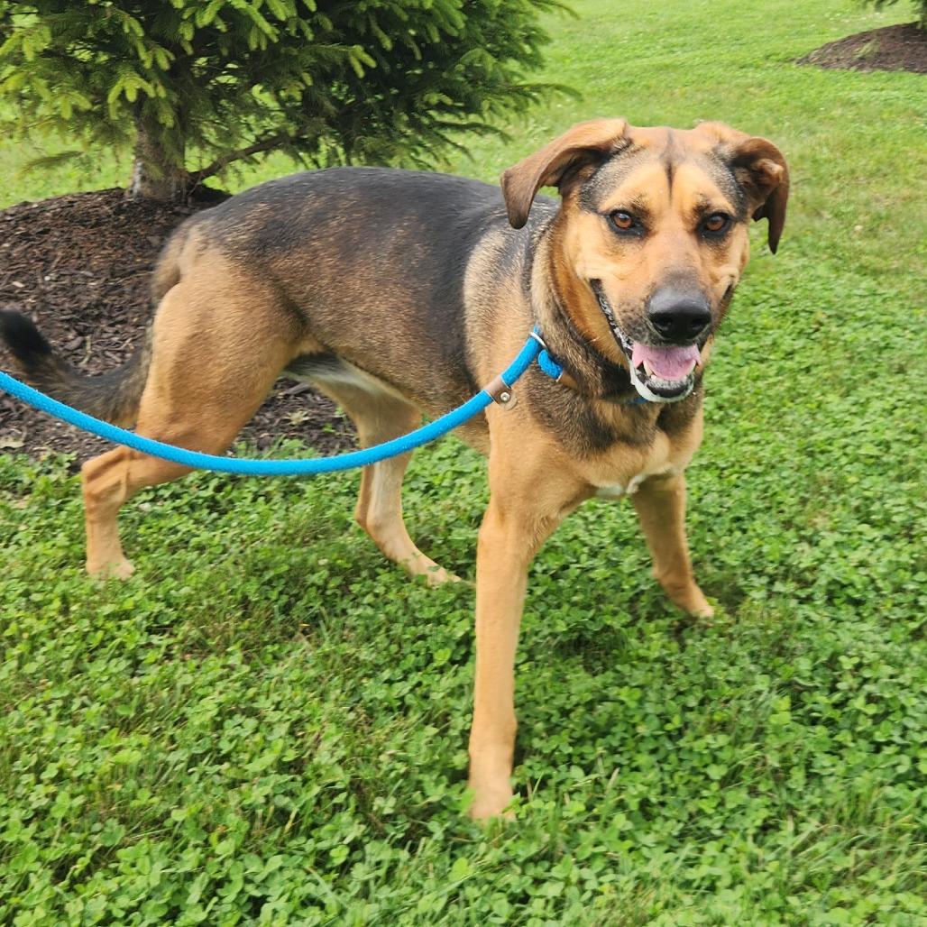 Enlarge Meekah, a Adoptable mixed breed in Fort Wayne, IN image 3/6