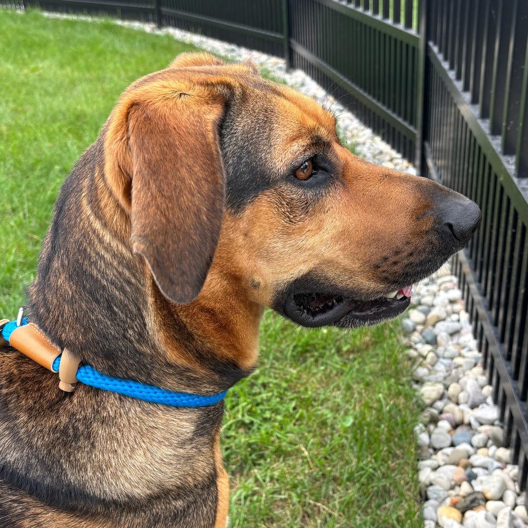 Enlarge Meekah, a Adoptable mixed breed in Fort Wayne, IN image 4/6