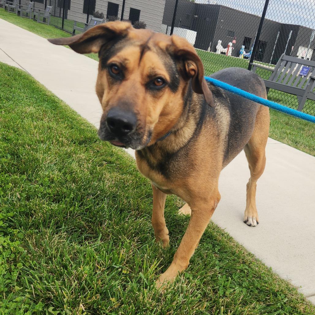 Enlarge Meekah, a Adoptable mixed breed in Fort Wayne, IN image 5/6