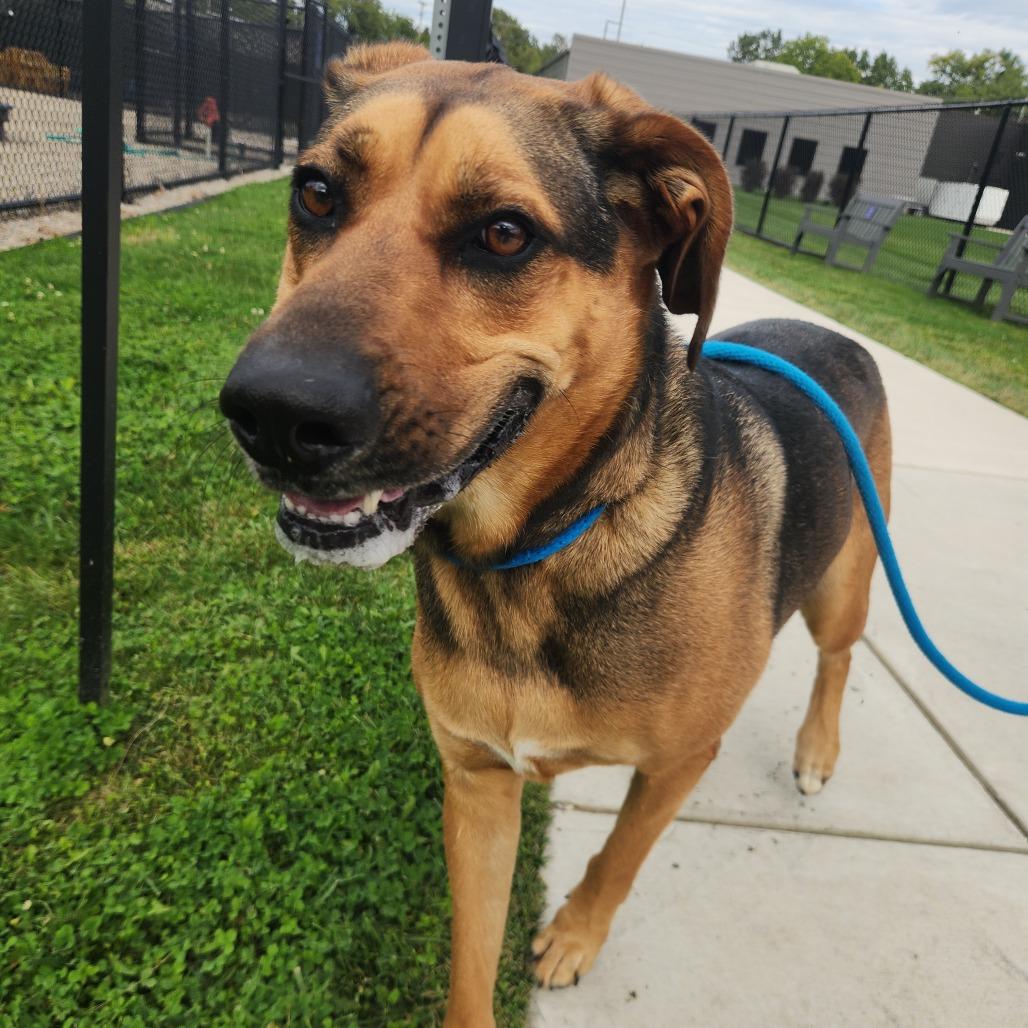 Enlarge Meekah, a Adoptable mixed breed in Fort Wayne, IN image 6/6