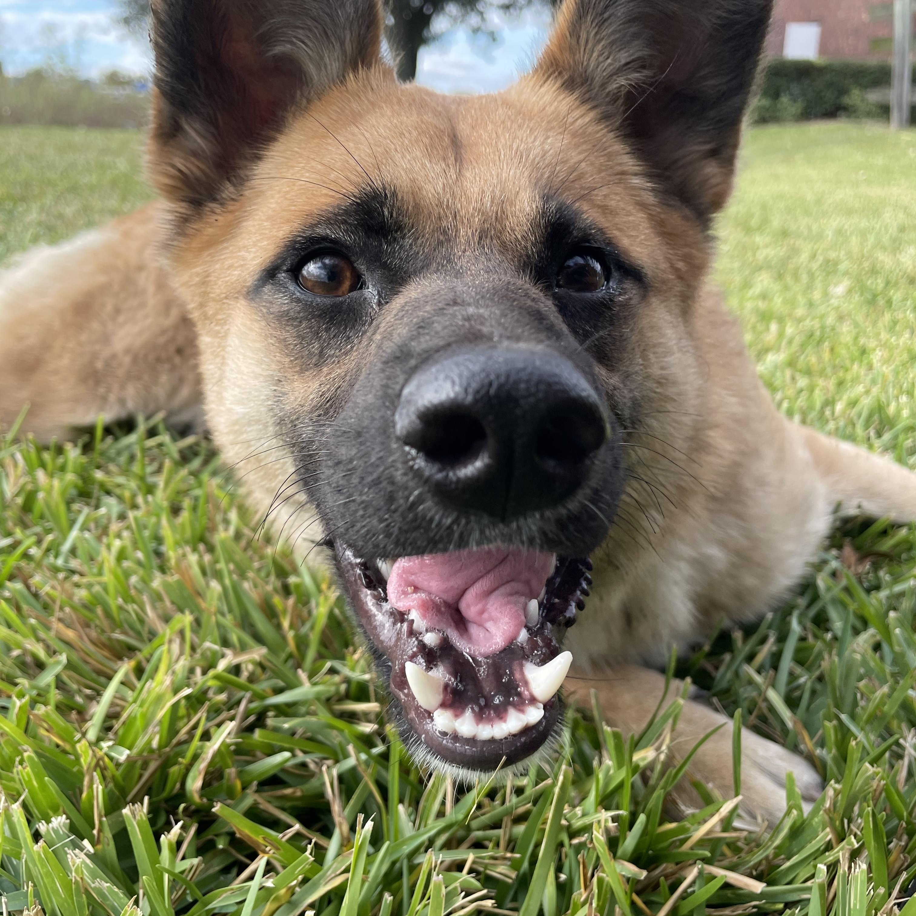 Suki