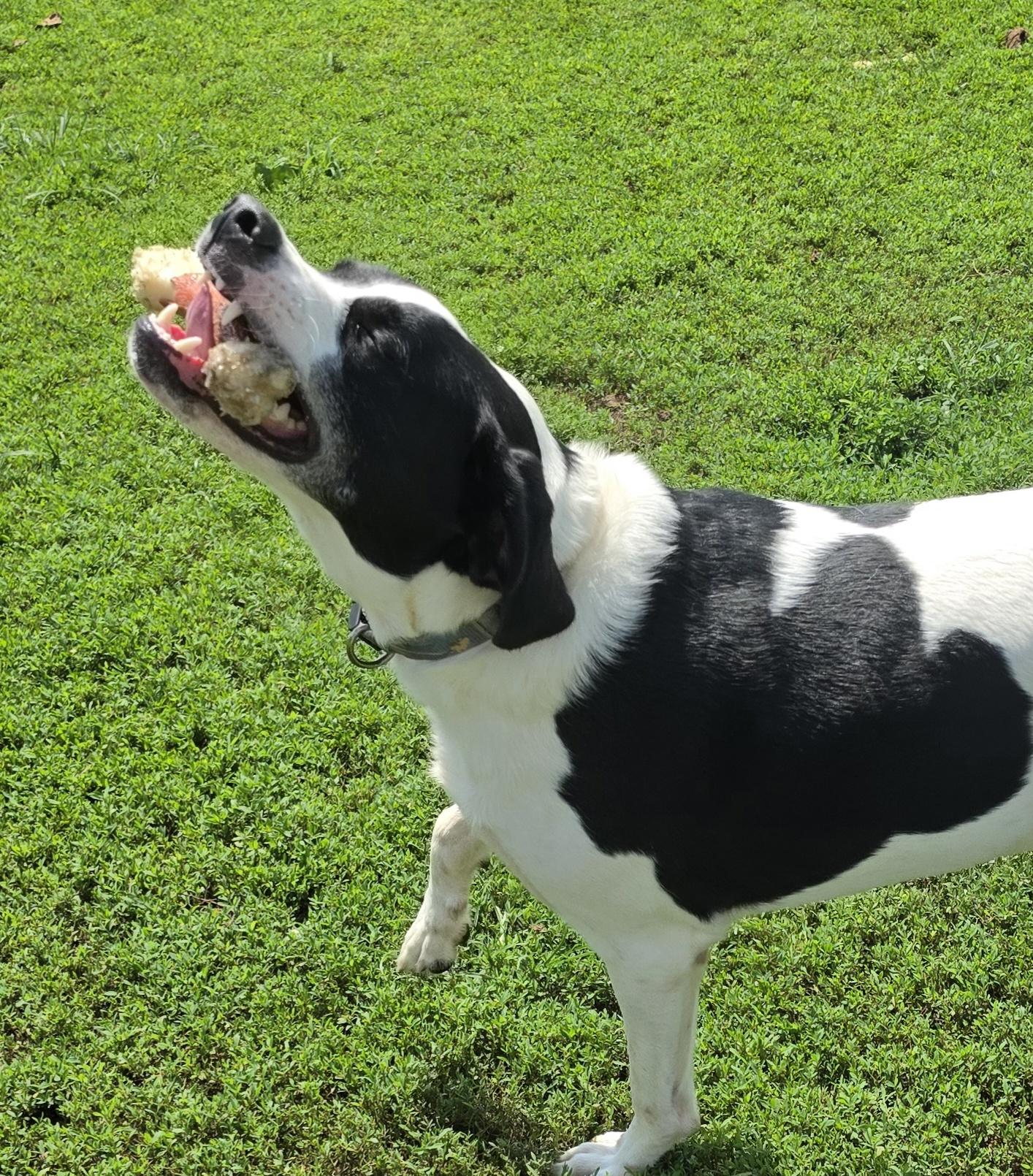 Enlarge Sam, a ADOPTABLE mixed breed in Terre Haute, IN image 3/6