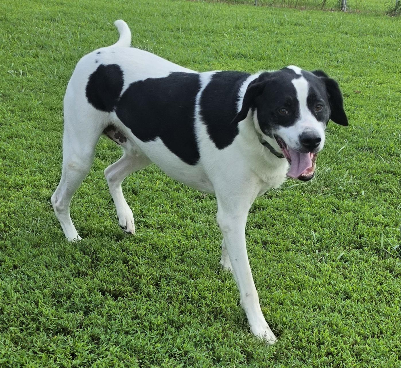 Enlarge Sam, a ADOPTABLE mixed breed in Terre Haute, IN image 4/6