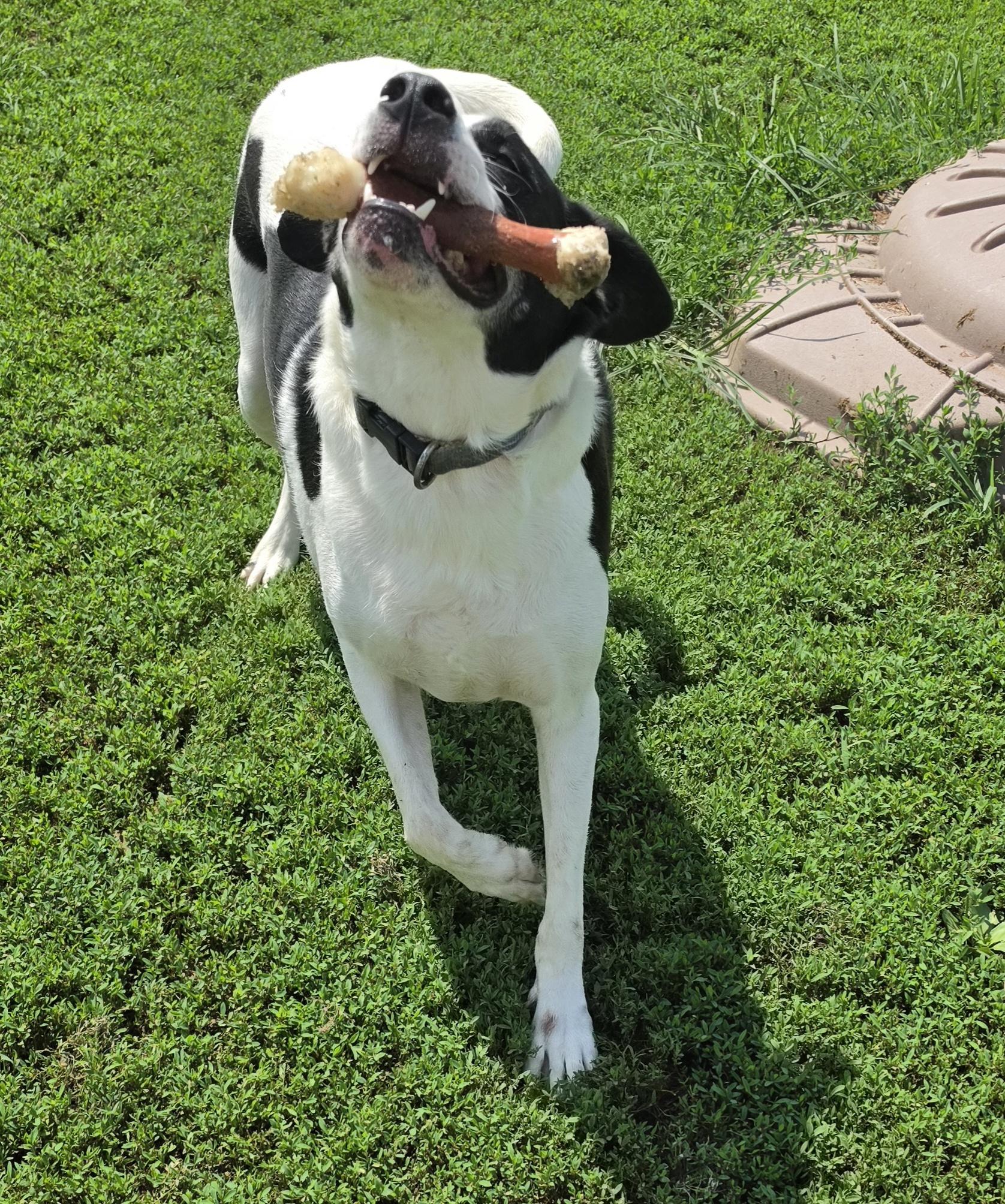 Enlarge Sam, a ADOPTABLE mixed breed in Terre Haute, IN image 5/6