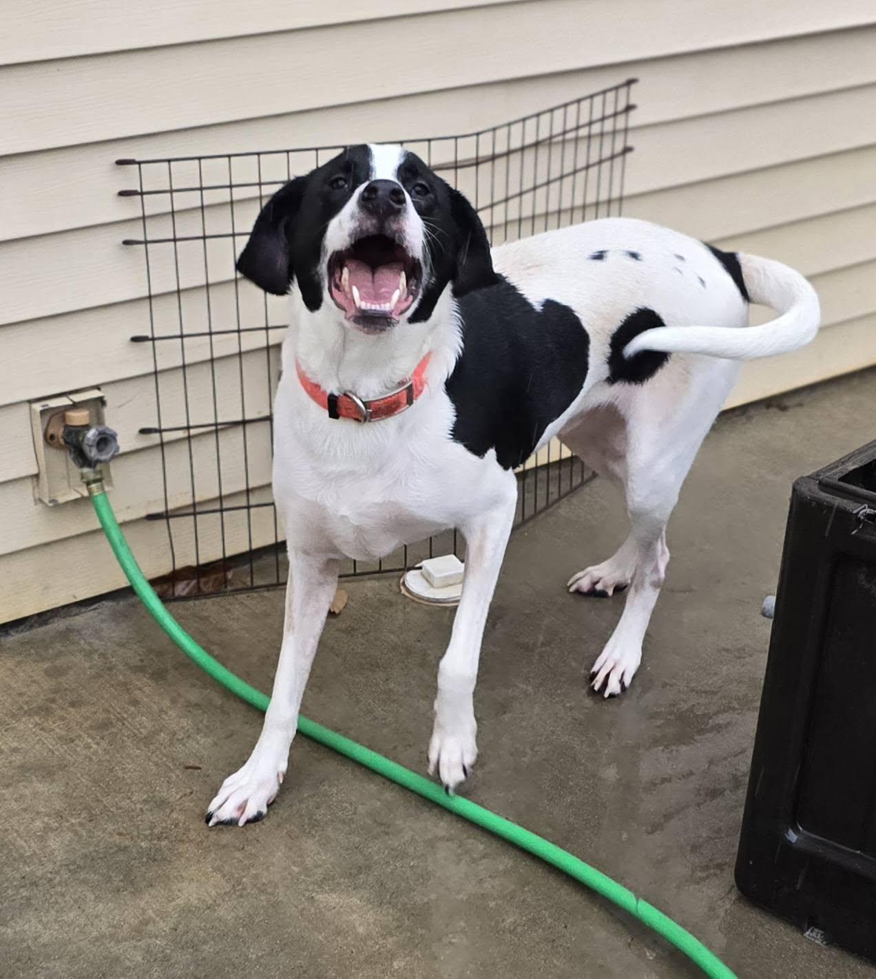 Enlarge Sam, a ADOPTABLE mixed breed in Terre Haute, IN image 2/2