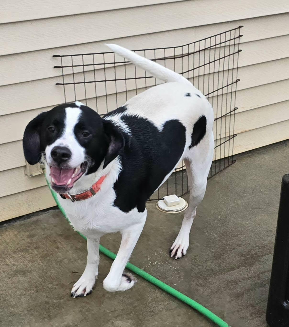 Enlarge Sam, a ADOPTABLE mixed breed in Terre Haute, IN image 1/2