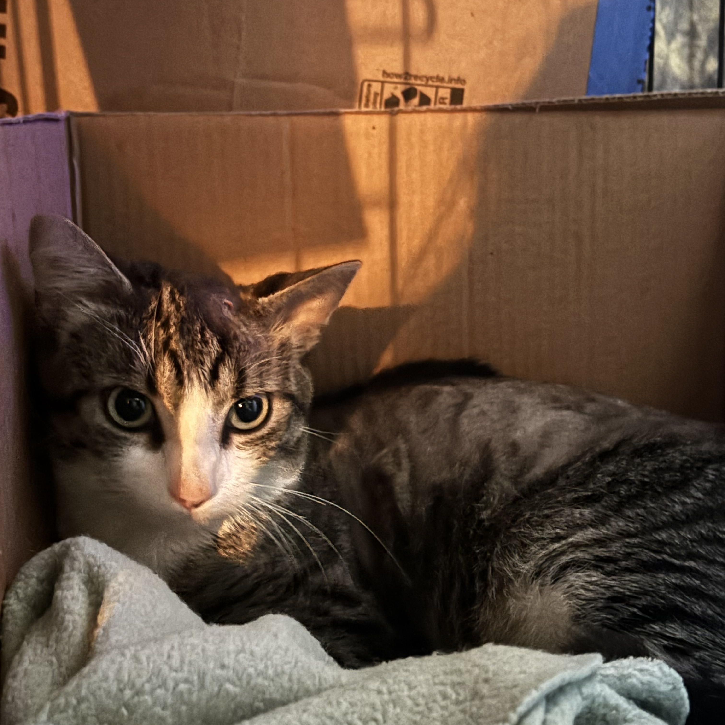 Enlarge WOODY, a Adopted Domestic Short Hair in Pittsburgh, PA image 2/3