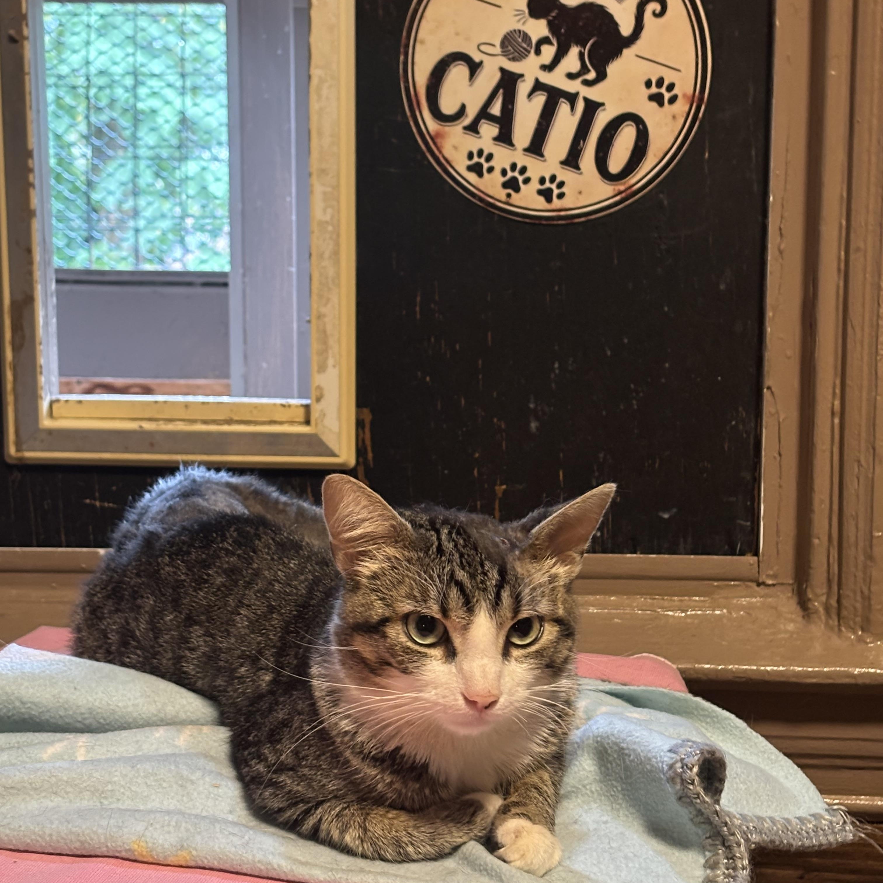 WOODY, Adopted, Adult Male Domestic Short Hair.