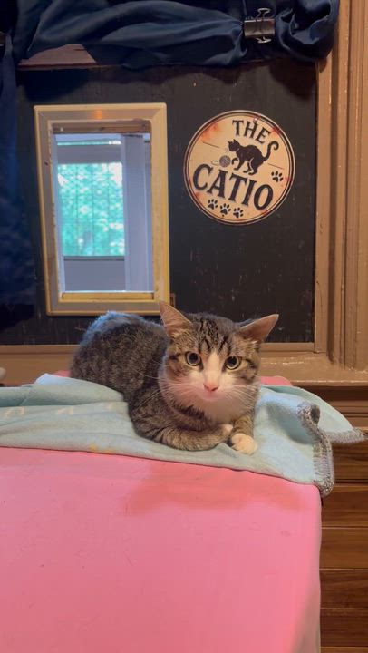 Enlarge WOODY, a Adopted Domestic Short Hair in Pittsburgh, PA video 3/3