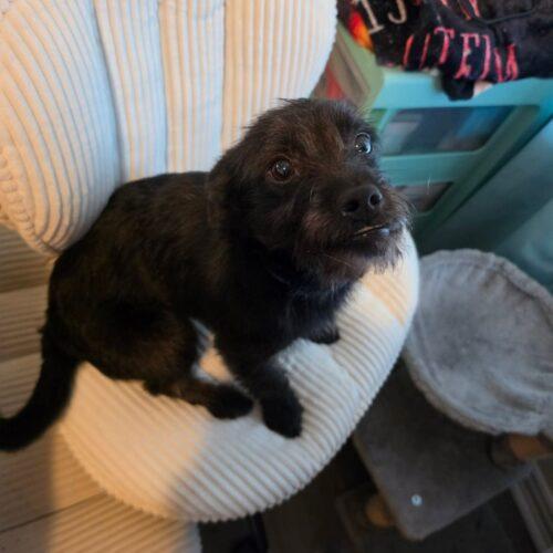 Enlarge Brillo, a Adoptable mixed breed in Edmond, OK image 1/6