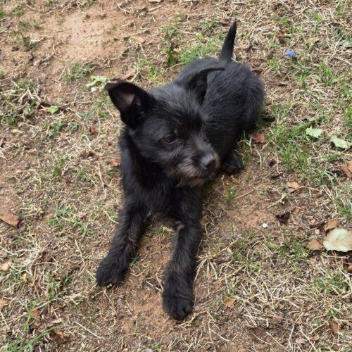 Enlarge Brillo, a Adoptable mixed breed in Edmond, OK image 2/6