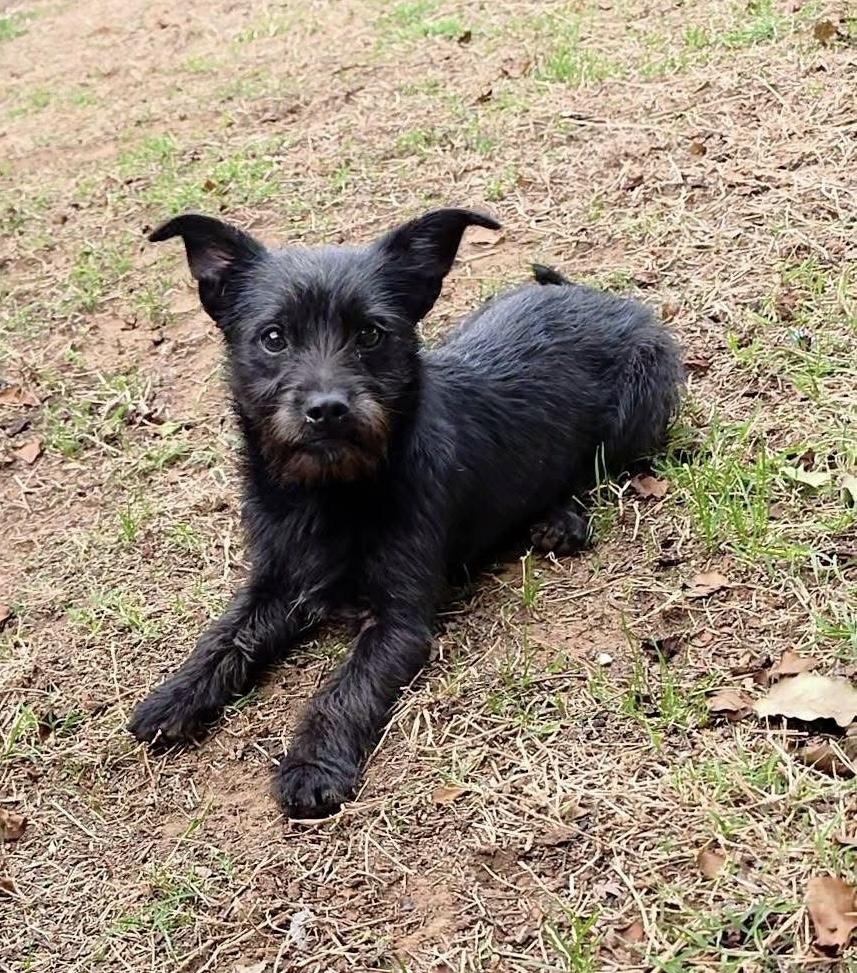 Enlarge Brillo, a Adoptable mixed breed in Edmond, OK image 3/6