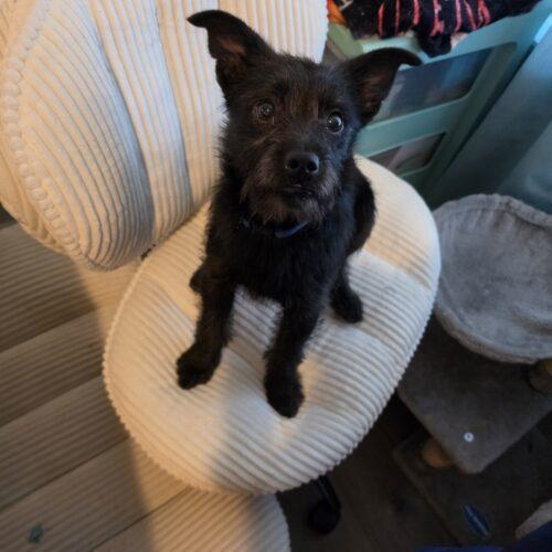Enlarge Brillo, a Adoptable mixed breed in Edmond, OK image 4/6