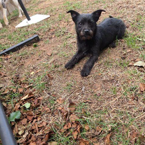 Enlarge Brillo, a Adoptable mixed breed in Edmond, OK image 5/6