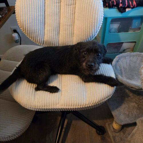 Enlarge Brillo, a Adoptable mixed breed in Edmond, OK image 6/6