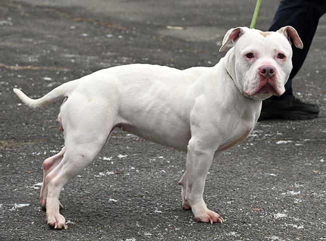 Enlarge #27 Dream, an adoptable mixed breed in New Haven, CT image 3/3