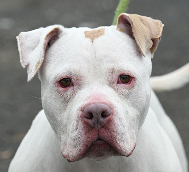 #27 Dream, adoptable, Young Female American Bulldog.