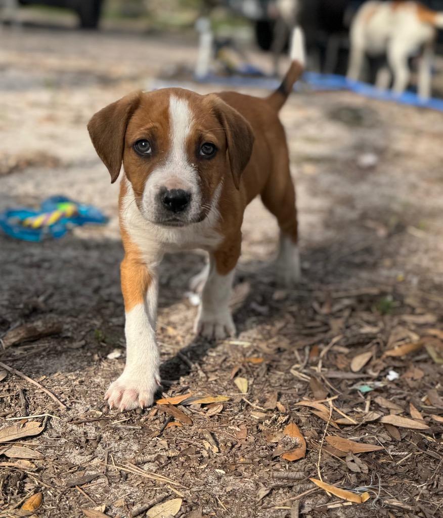 Badger, Adopted, Young Male Hound & Mixed Breed.