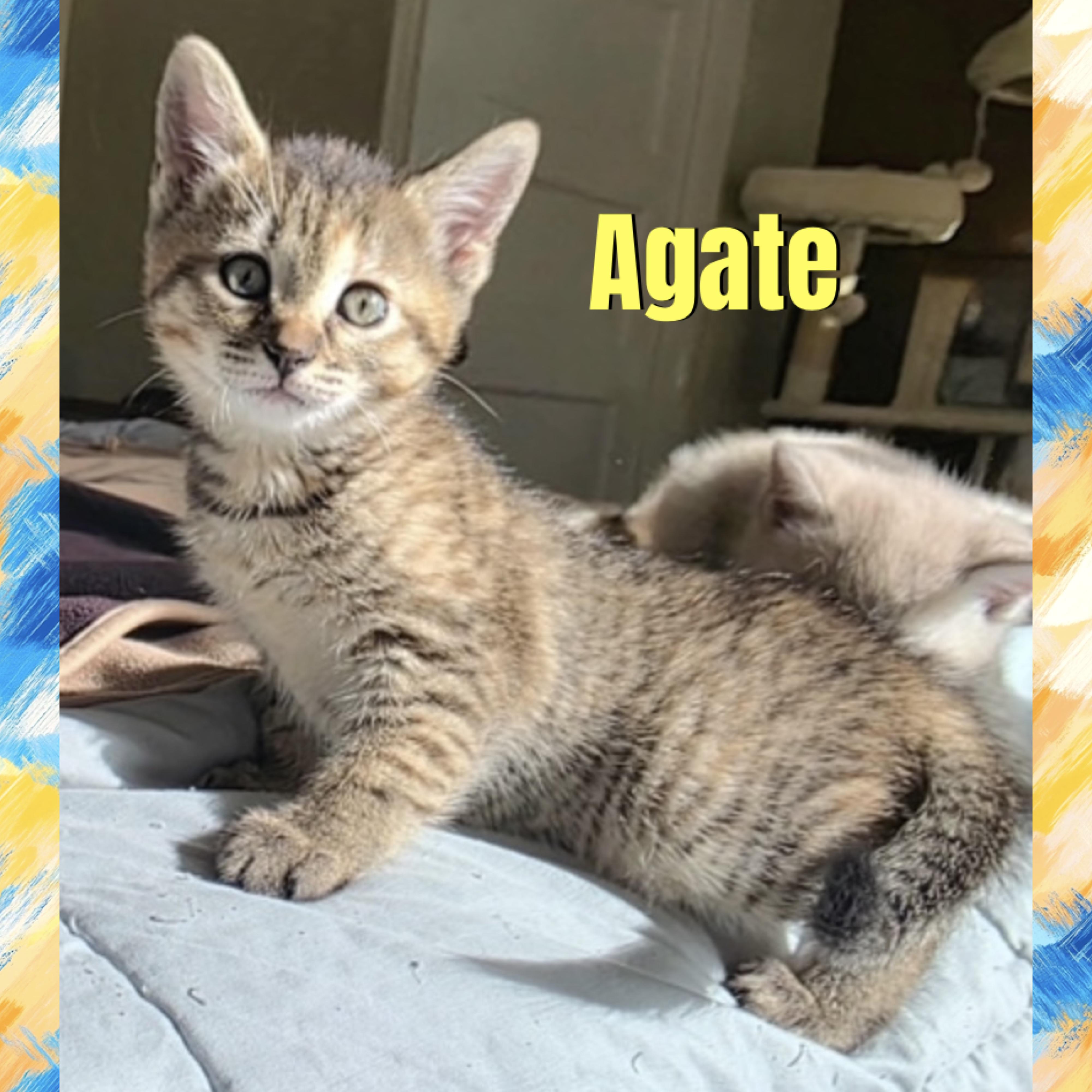 Enlarge Agate, a Adoptable mixed breed in Red Lodge, MT image 3/4