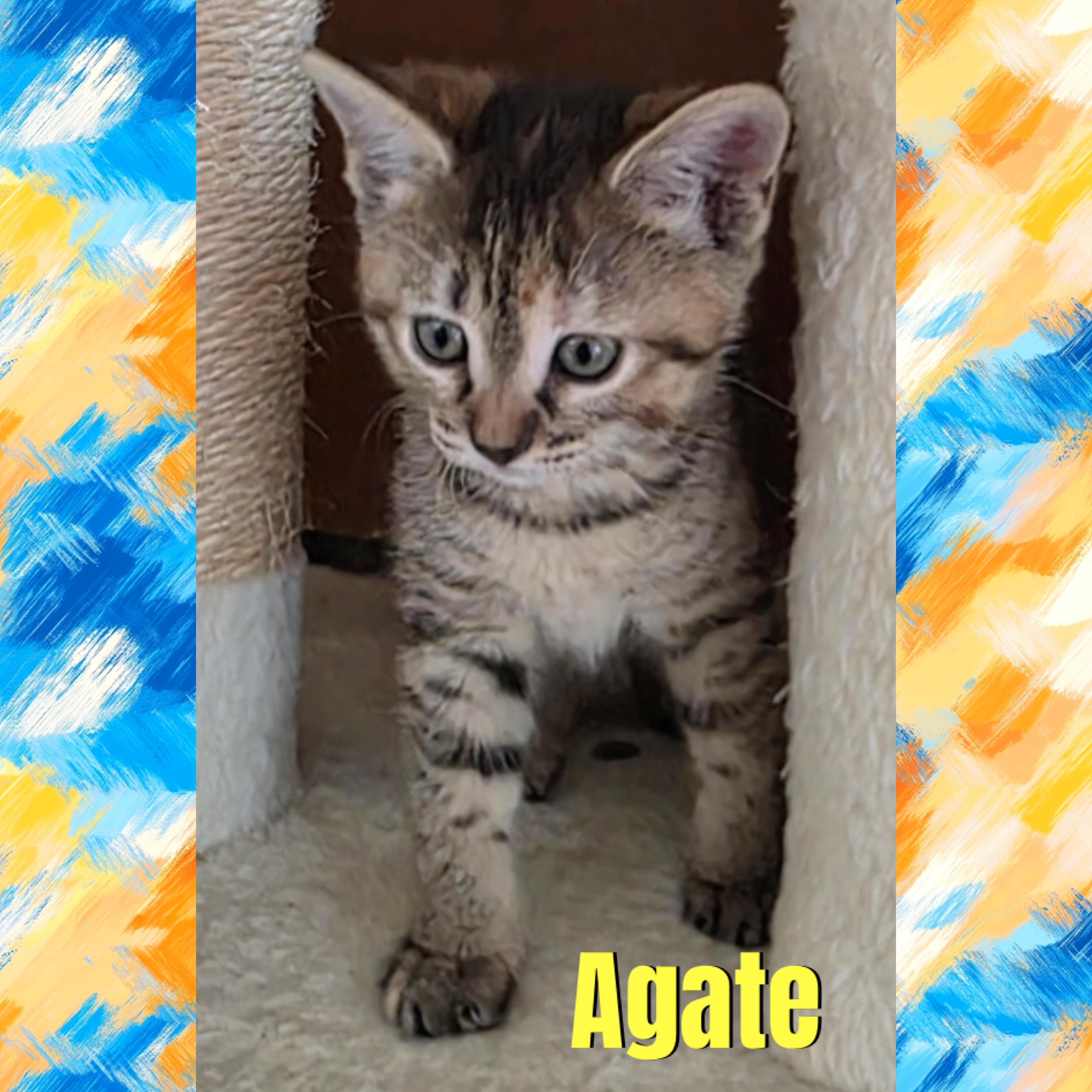 Enlarge Agate, a Adoptable mixed breed in Red Lodge, MT image 4/4