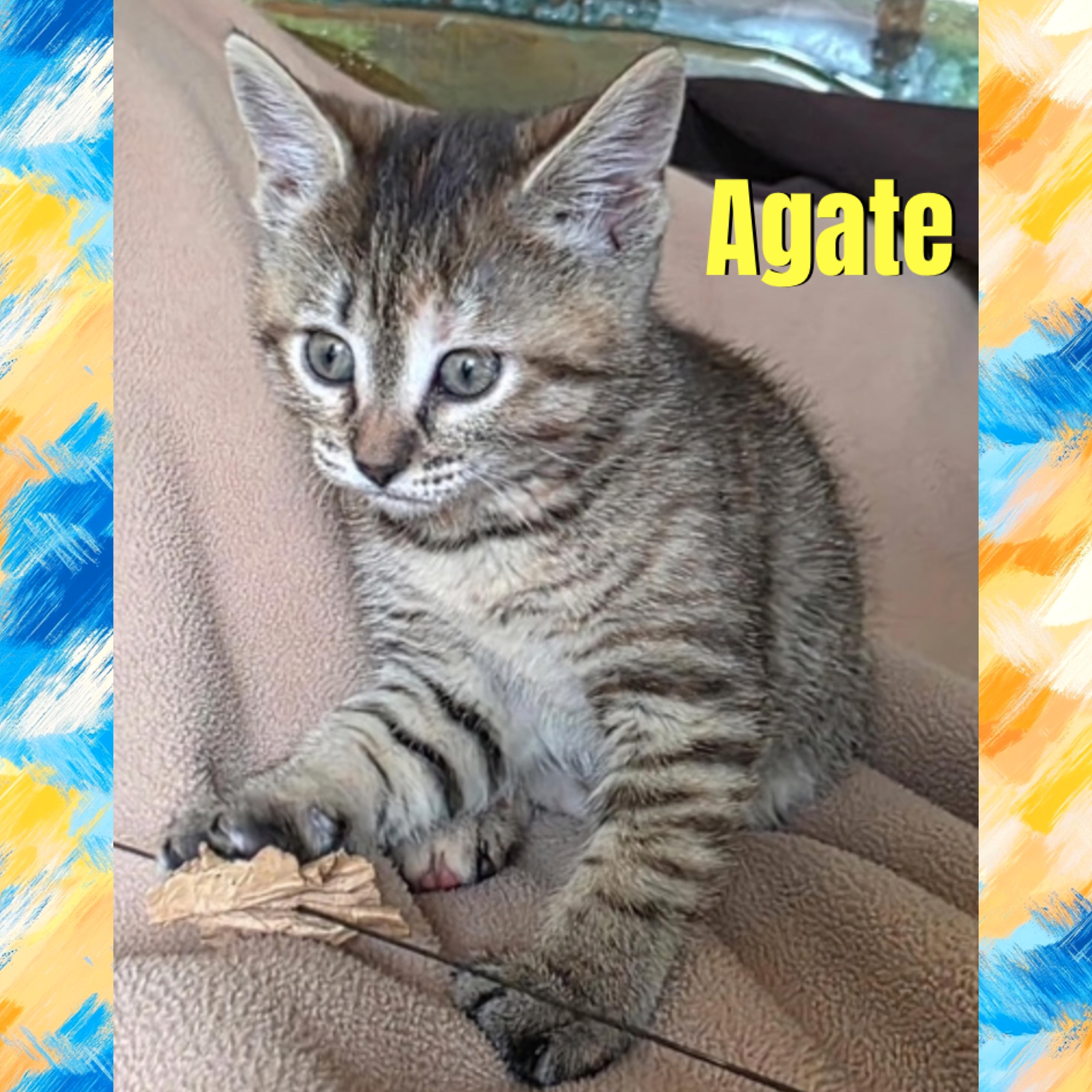 Enlarge Agate, a Adoptable mixed breed in Red Lodge, MT image 2/4
