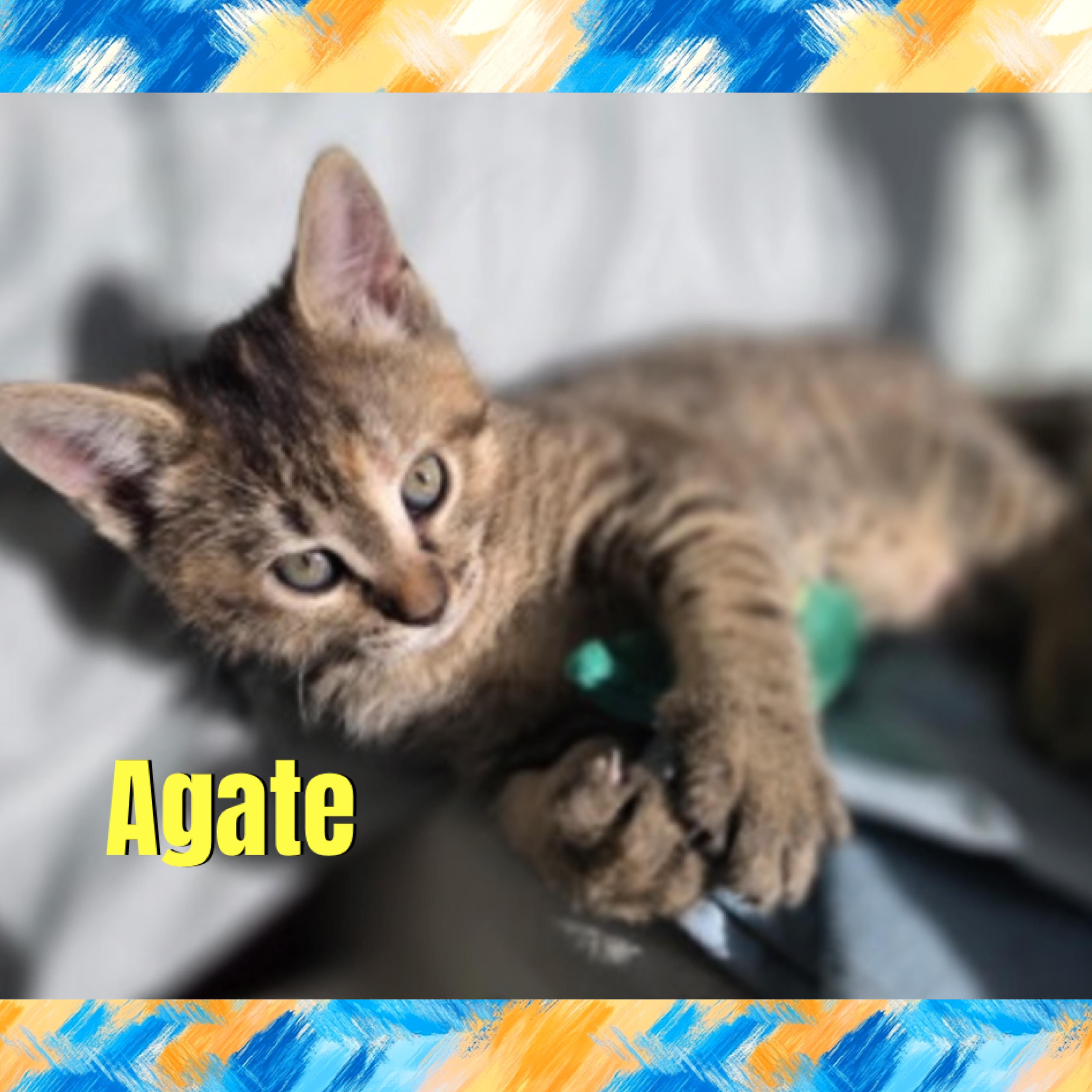Agate, Adoptable, Kitten Female Domestic Short Hair.