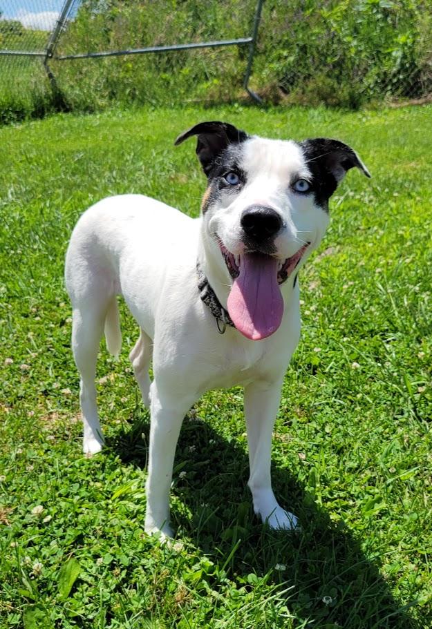 Enlarge Nila, a ADOPTABLE mixed breed in Lisbon, OH image 3/3