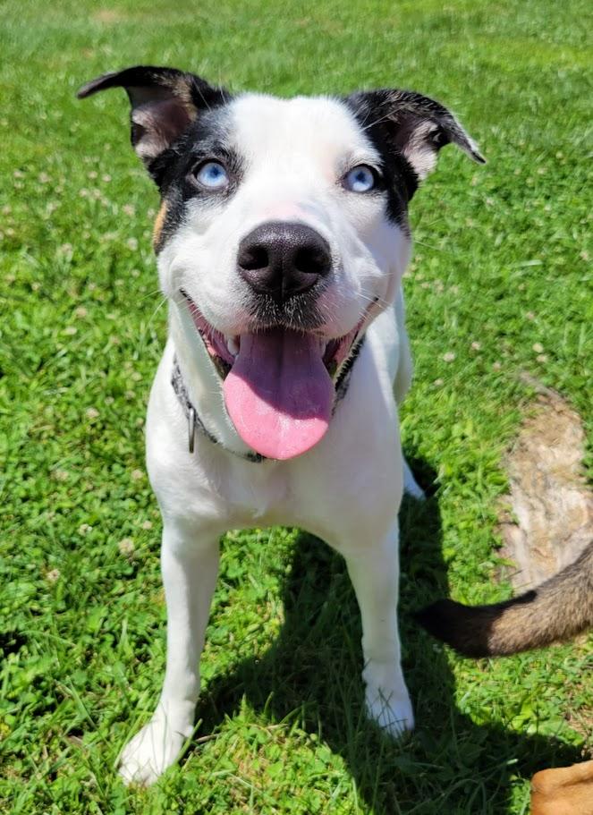 Nila, ADOPTABLE, Young Female Pit Bull Terrier & Husky.