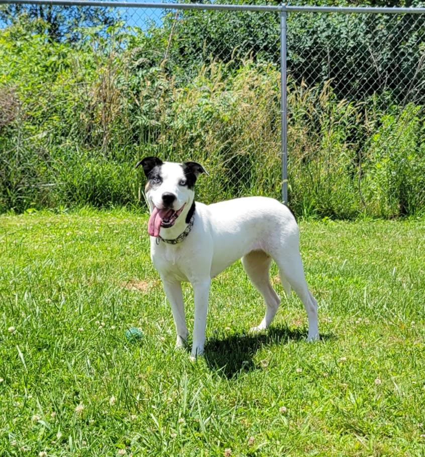 Enlarge Nila, a ADOPTABLE mixed breed in Lisbon, OH image 2/3