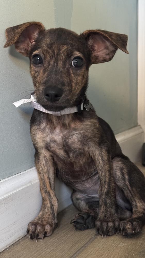 London, Adoptable, Puppy Female Shih Tzu & Chihuahua.