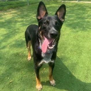 Enlarge Chad, an adoptable mixed breed in Quincy, IL image 1/1