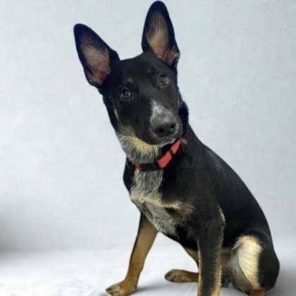 Chad, adoptable, Young Male Australian Kelpie & Australian Shepherd.