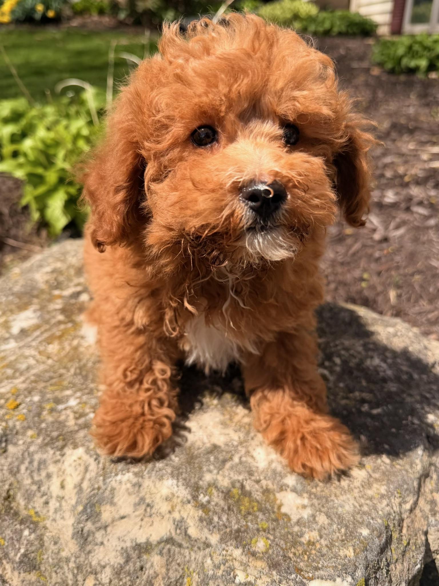 Enlarge Dudley , an adopted mixed breed in North Freedom, WI image 2/3