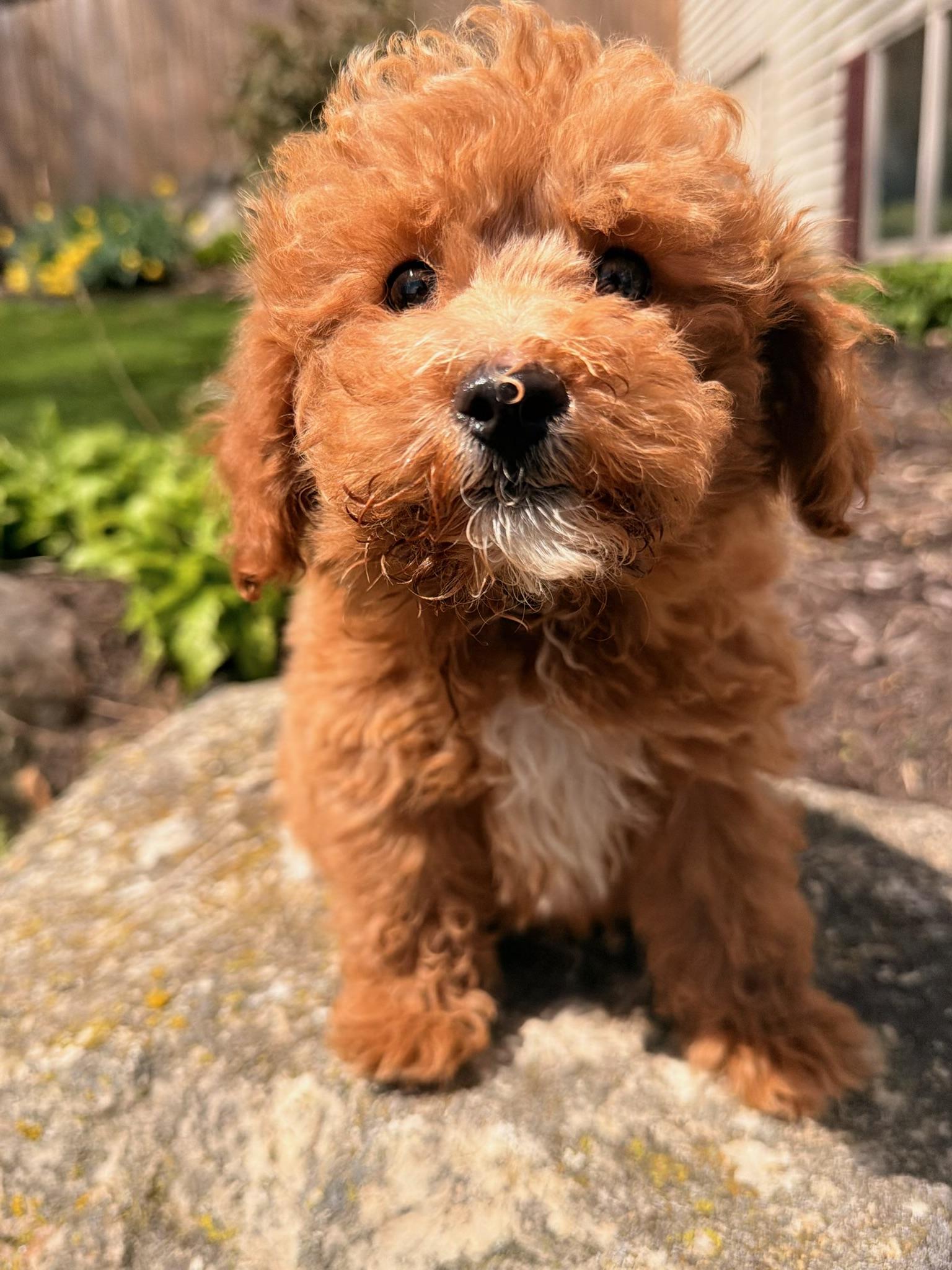 Enlarge Dudley , an adopted mixed breed in North Freedom, WI image 3/3